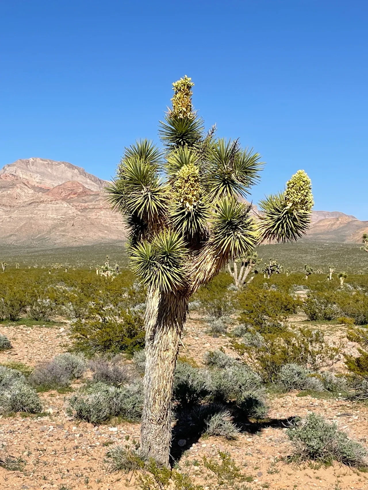 Virgin Valley Scenery